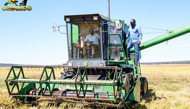 Fazenda Agro-Industrial do Longa inicia colheita de 700 toneladas de arroz